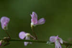 Nakedflower ticktrefoil